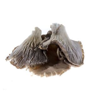 Grey Oyster Mushrooms, 1kg