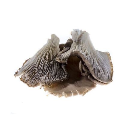 Grey Oyster Mushrooms, 1kg