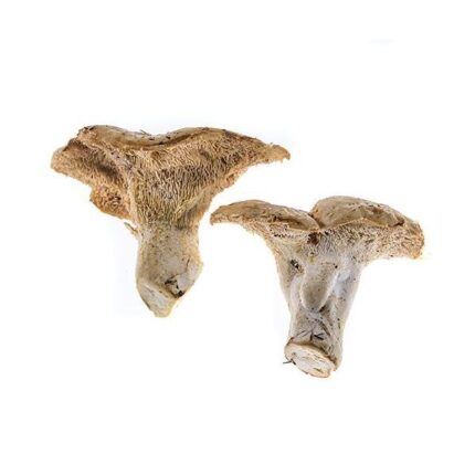 Pied de Mouton Mushrooms, Fresh