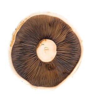 Portobello Mushrooms, 1.5kg