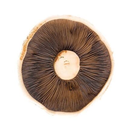 Portobello Mushrooms, 1.5kg