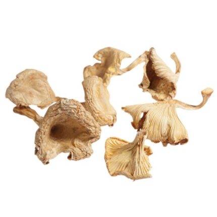 Girolle Mushrooms, Dried