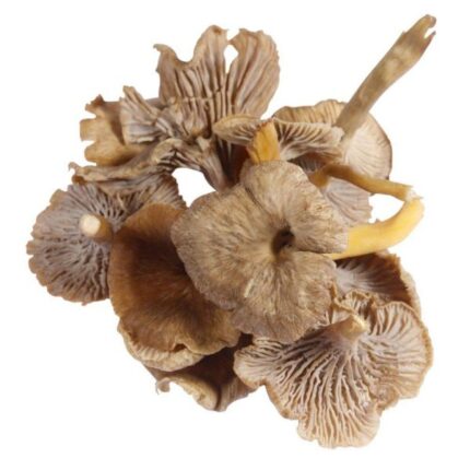 Grey Chanterelle Mushrooms, Fresh