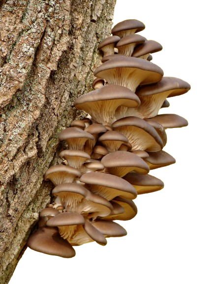 Premium Magic Mushrooms for Sale Online