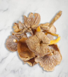 Yellow Leg Chanterelles, Fresh